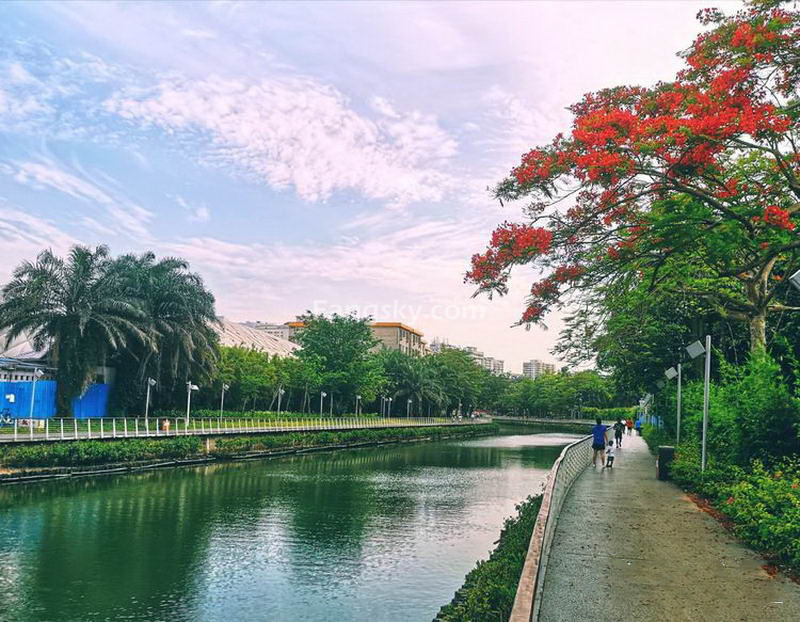      近日,海口市兴丹路美舍河两岸几棵凤凰花"